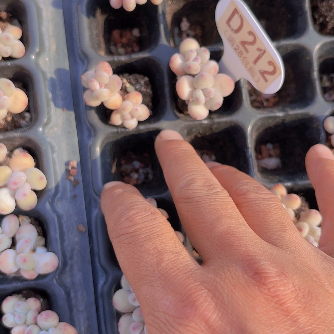 绊**盒D212两颗萤火虫一物一拍