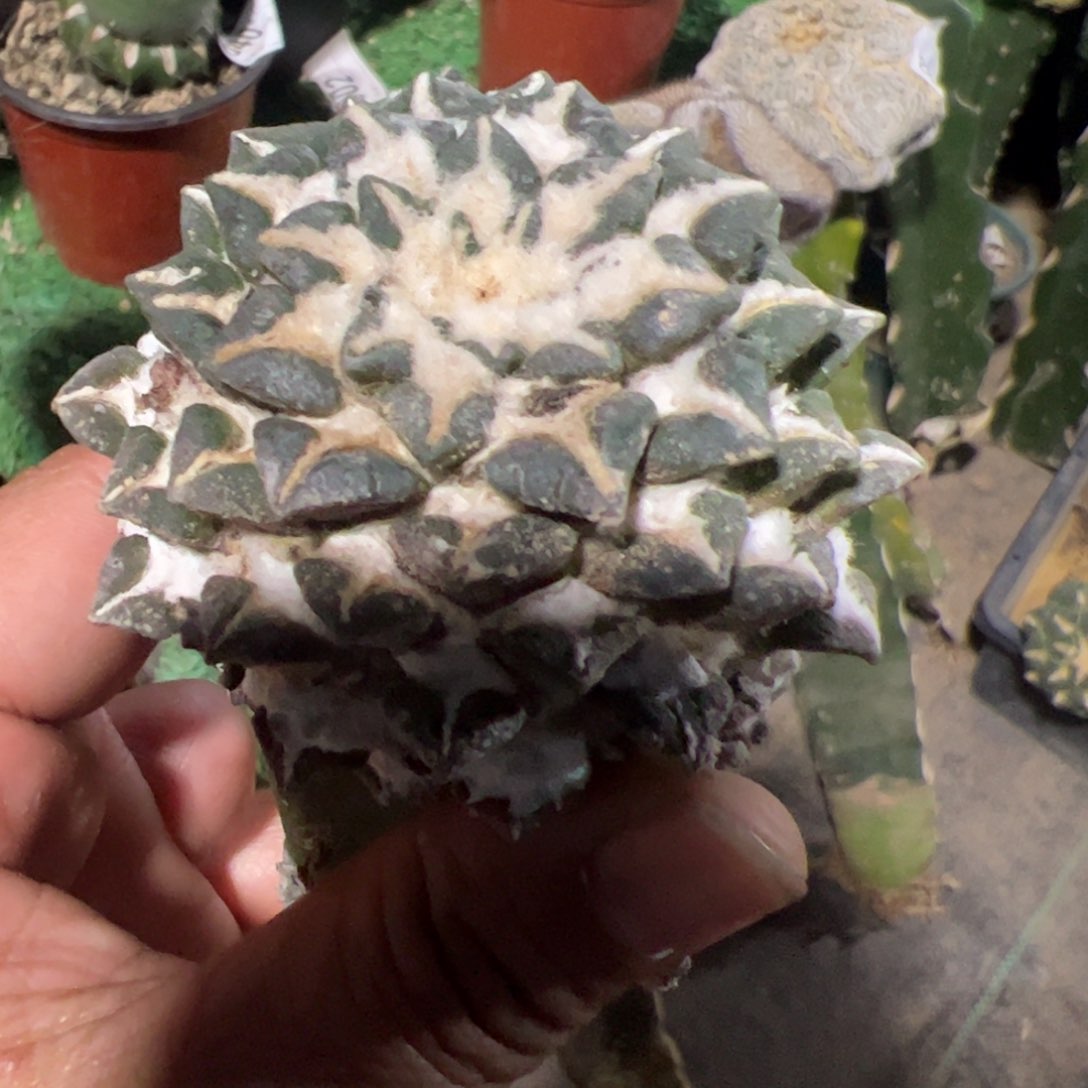 黑牡丹头仙人球242