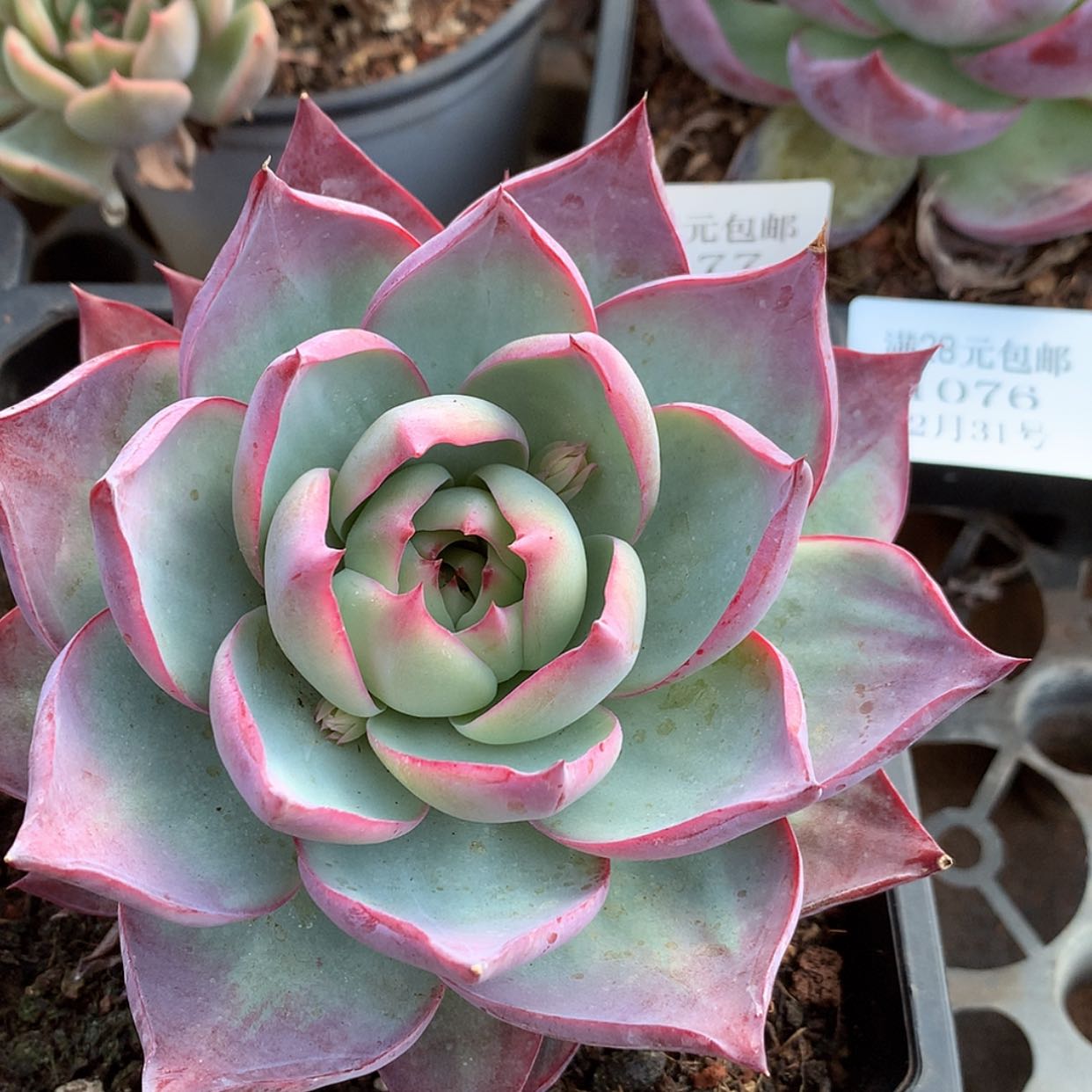 【闪购商品】云1077号惊鸿14厘米