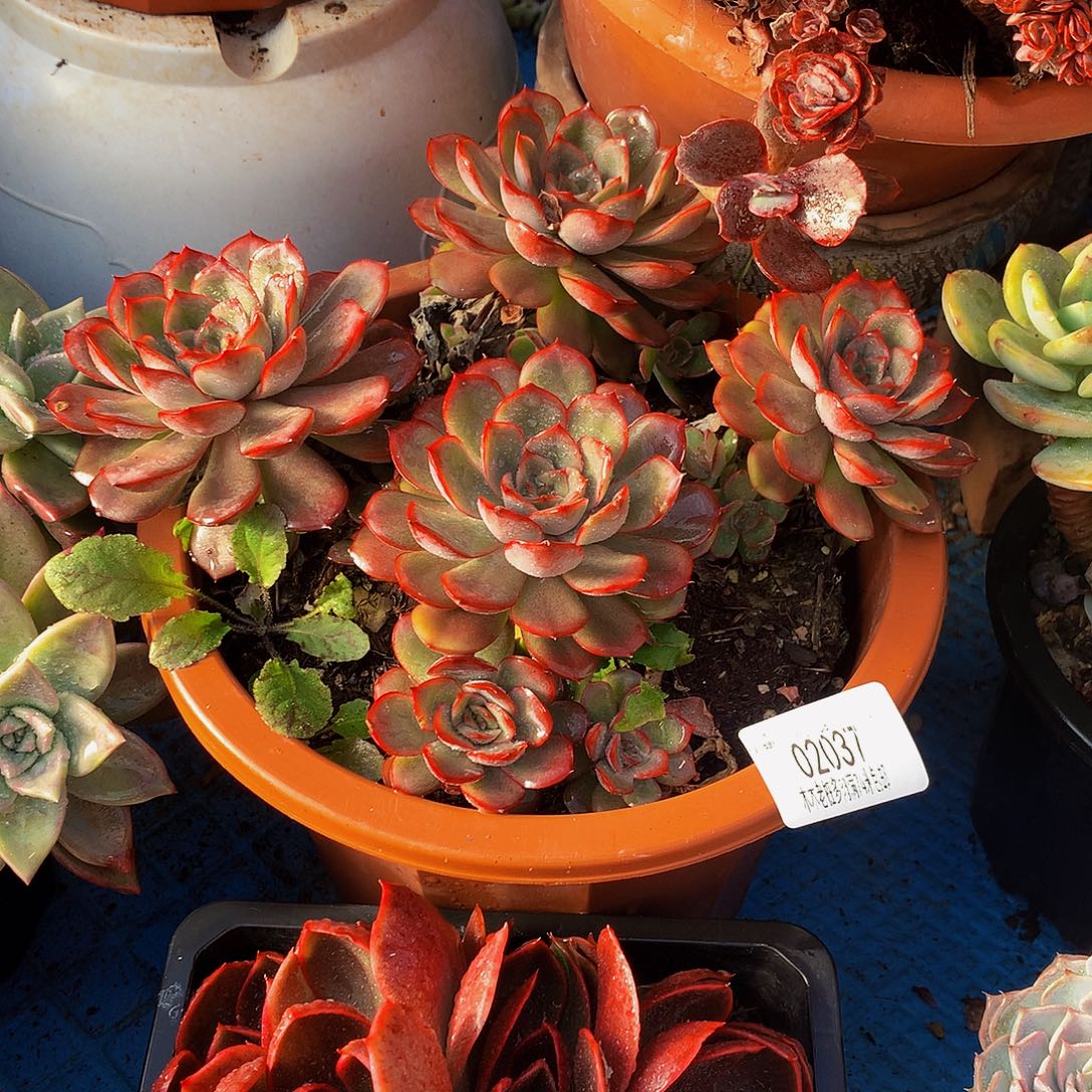 阳***烂    冰红茶多肉02037