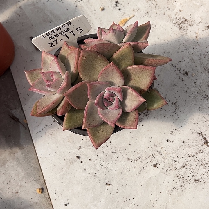 多肉植物组合盆栽27-115