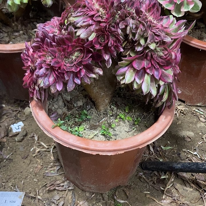 328倾城小板子法师缀