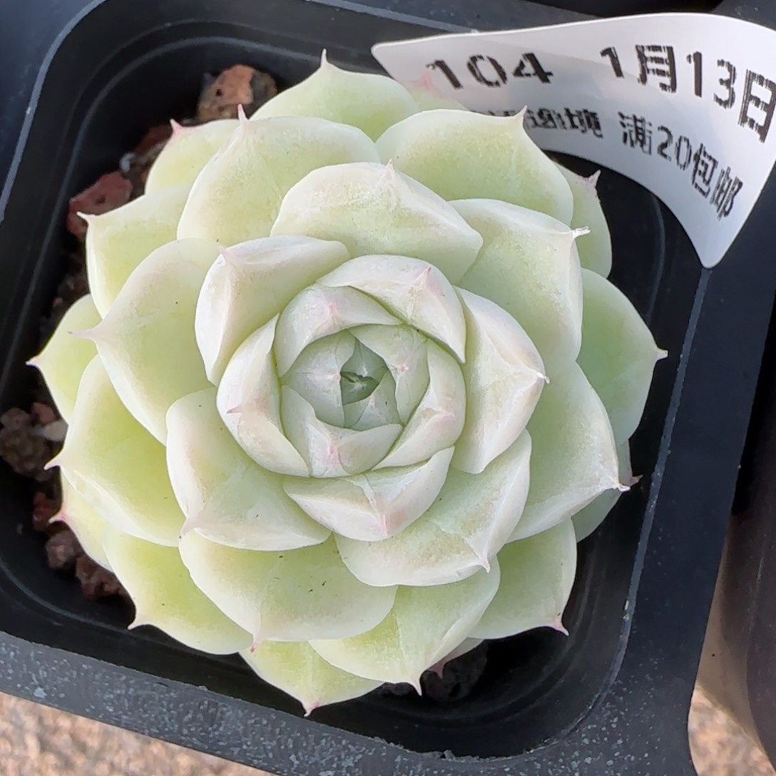 花语逸境0113-104白胖子