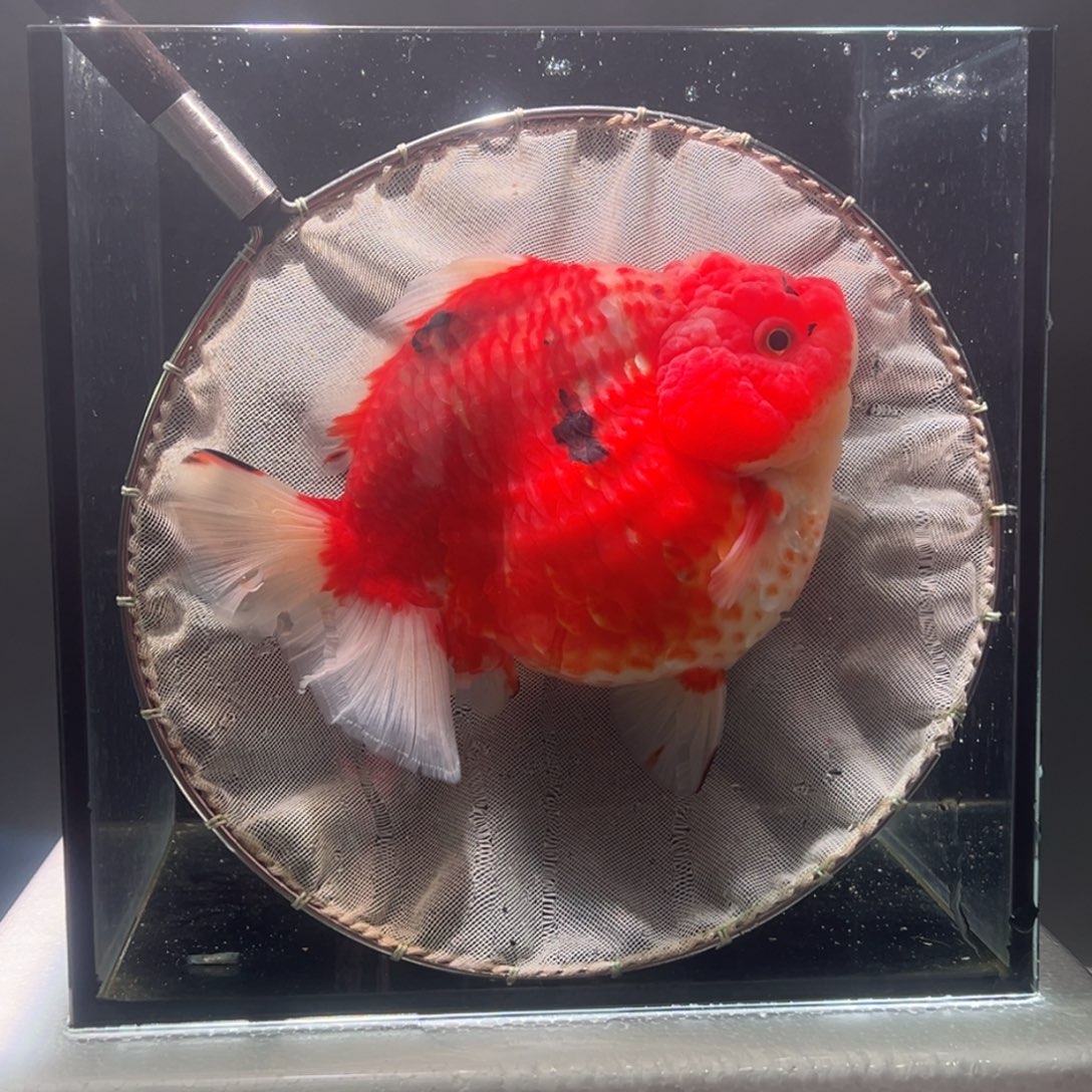 金鱼053。9999999999