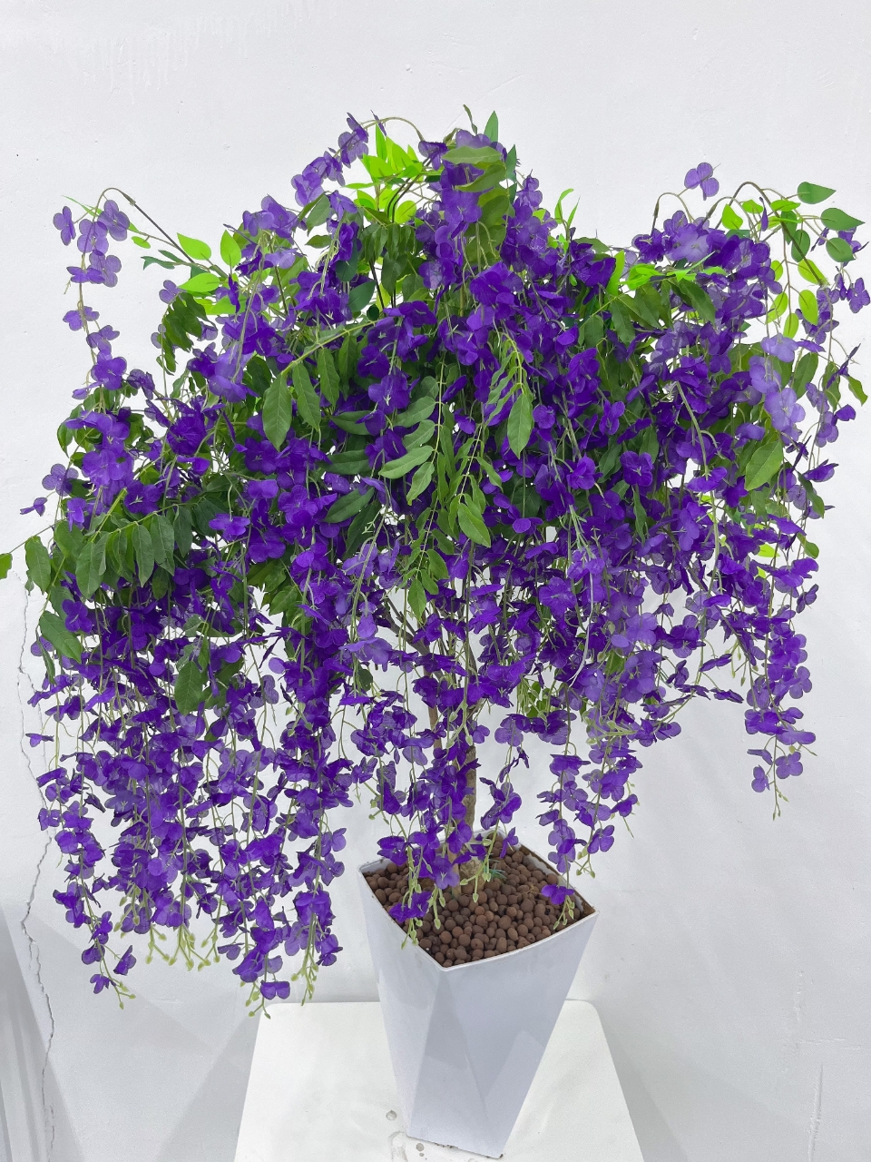 D紫藤花树苗爬藤植物多花紫藤萝树苗花卉盆栽庭院老桩耐寒四季