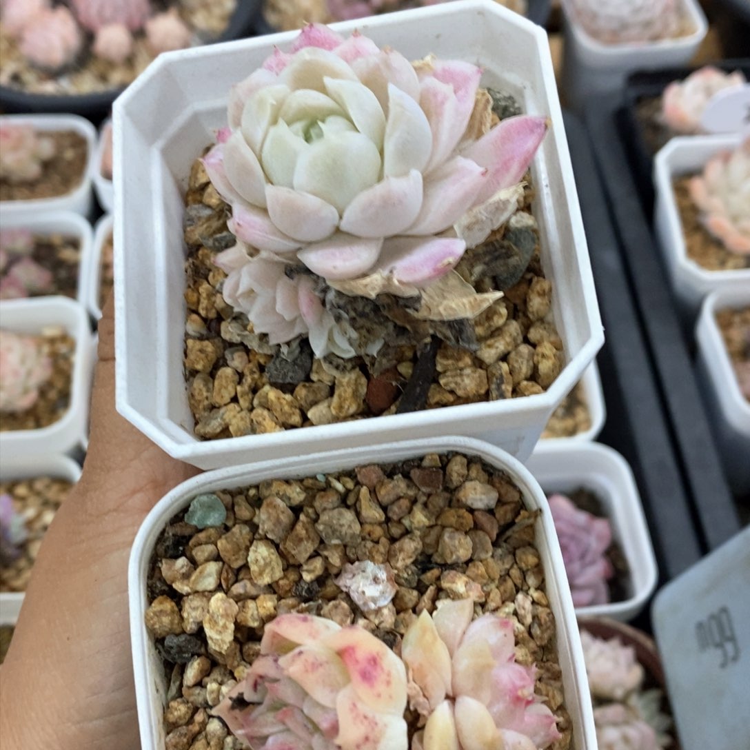 多肉植物一物一拍302