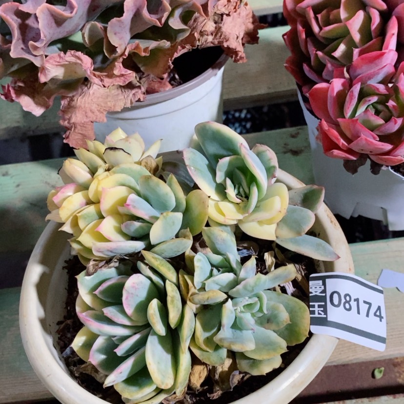 【闪购商品】绮罗锦08174