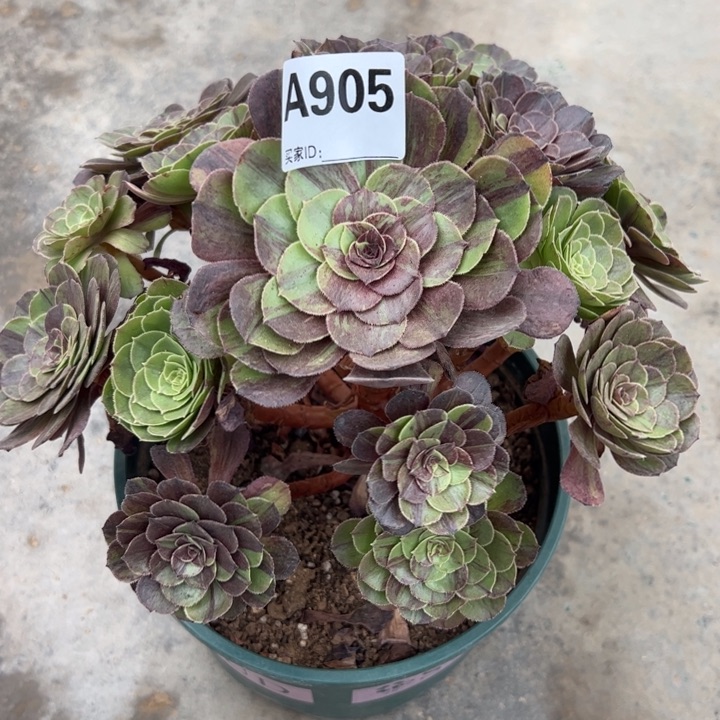 905花月夜22厘米左右