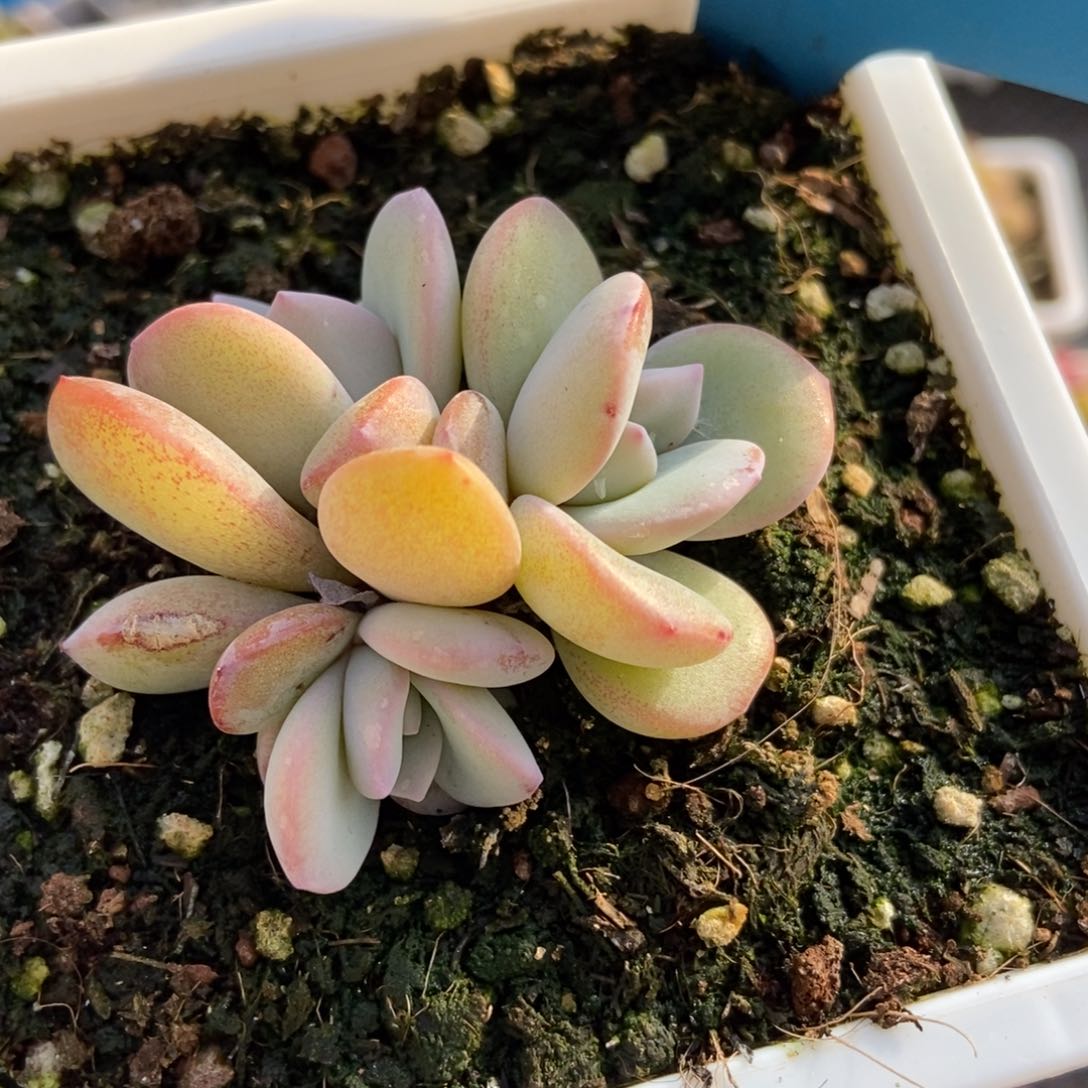 545奶茶多肉植物保护