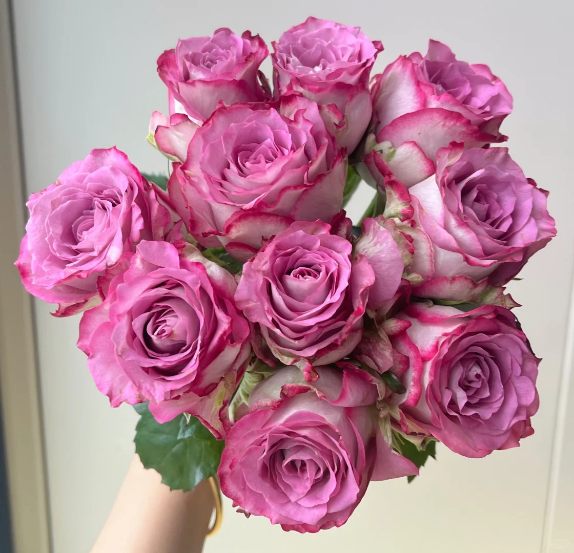 （曼曼）菲韵单头玫瑰15+5支防损     2单包邮