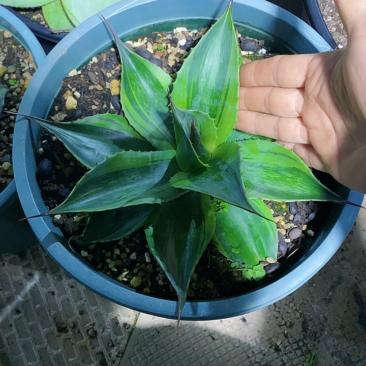 多肉植物龙蛇兰植物