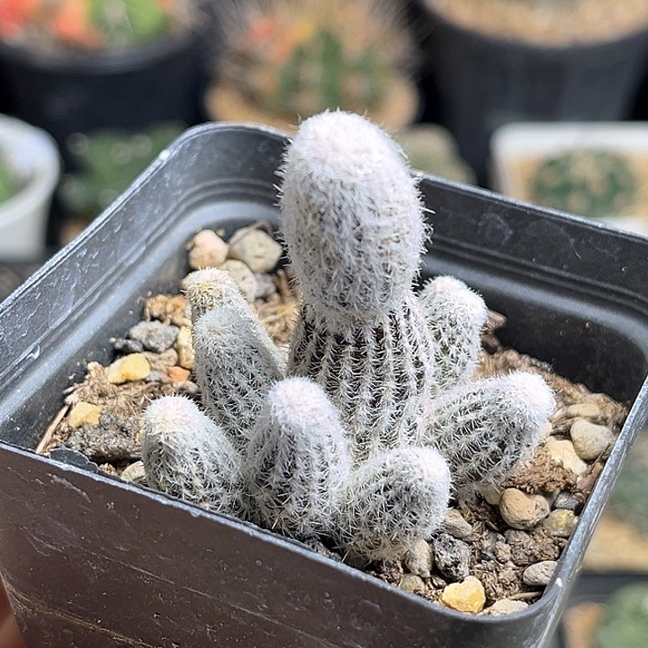 密刺中间丽花群一颗