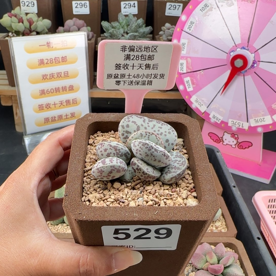 529巨型花旦多肉植物