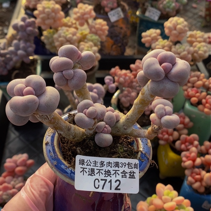 ?****鹿芭比奶洛老桩712多肉植物