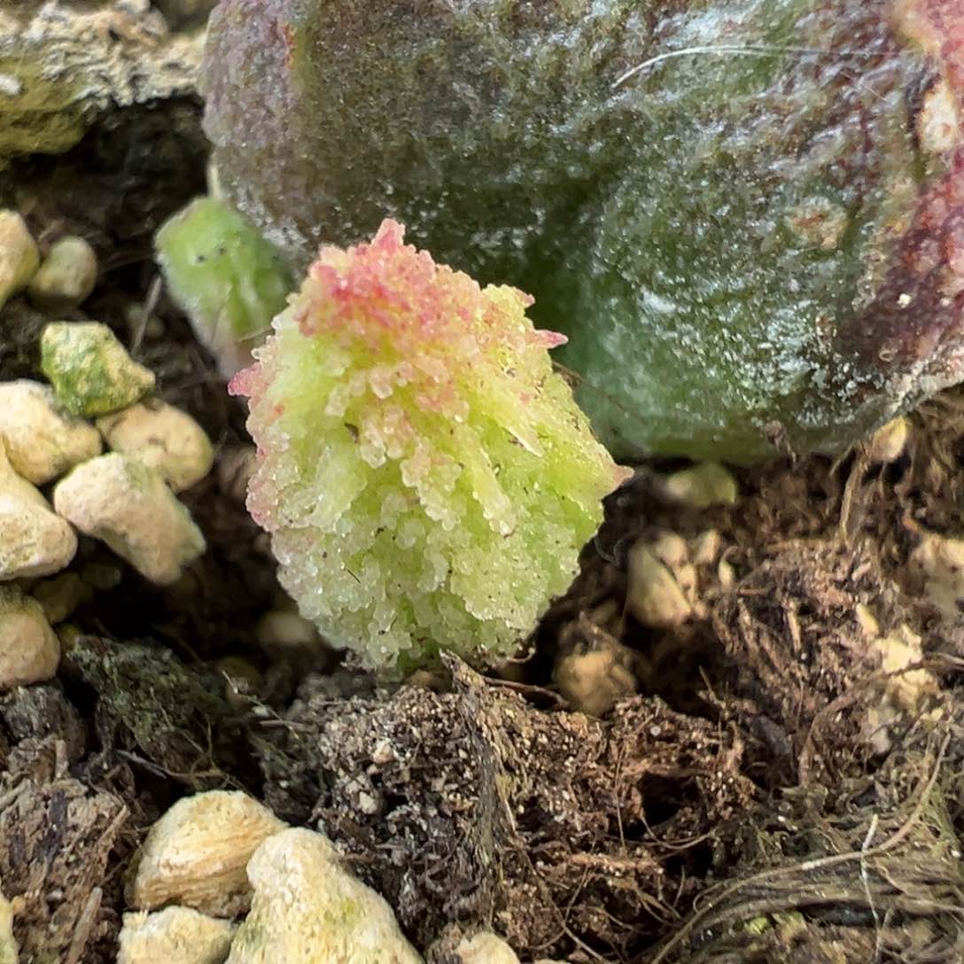 实生新品多肉植物水泡