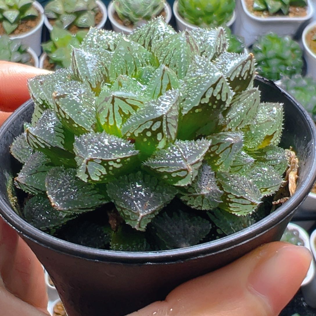 魔刺寿多肉多肉多肉