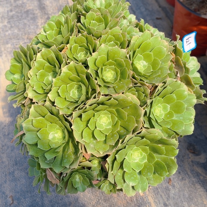 621绿羊绒多肉法师