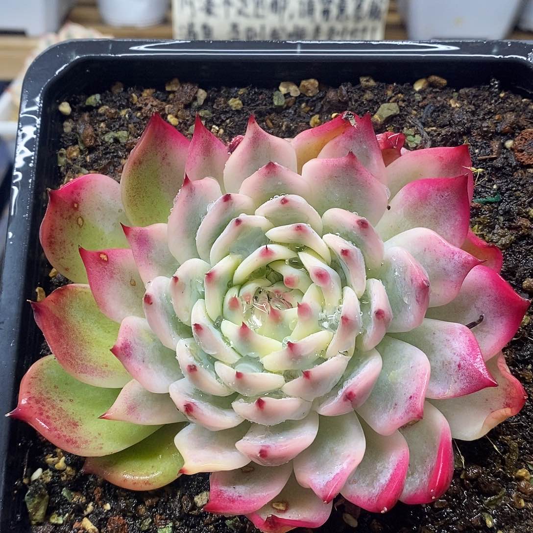 05153 大吉娃娃宽叶宽覆轮锦