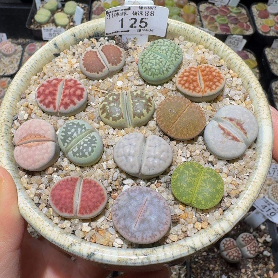 Ssss精品生石花125