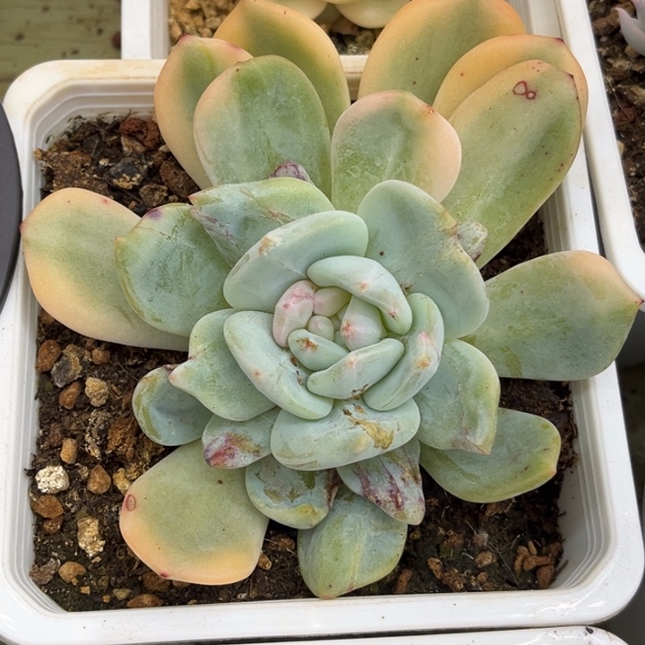 星影锦一颗价格发货