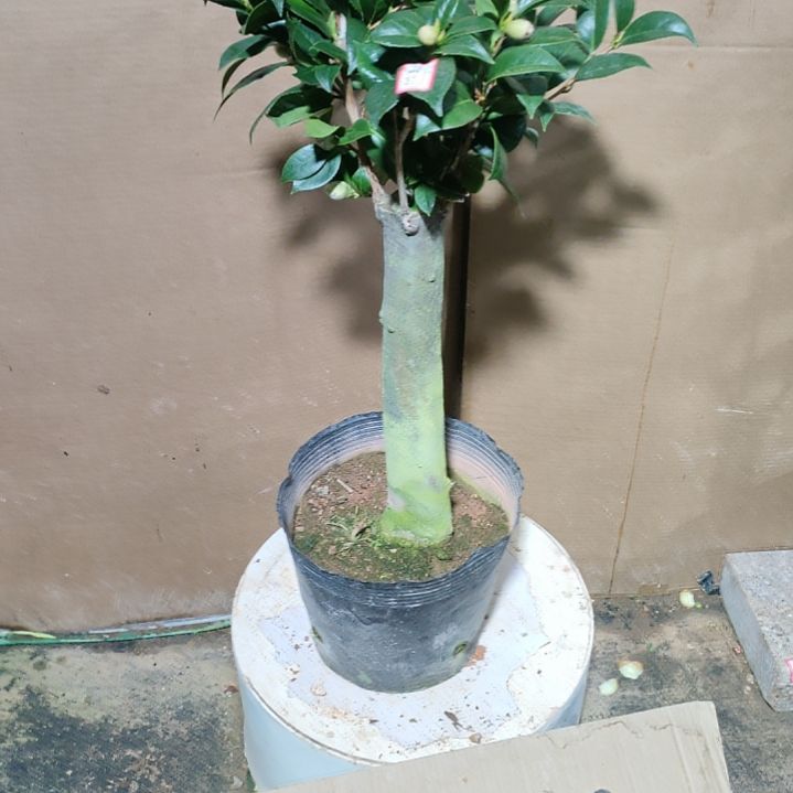 712白五，墨川，原盆原土发货，不包邮