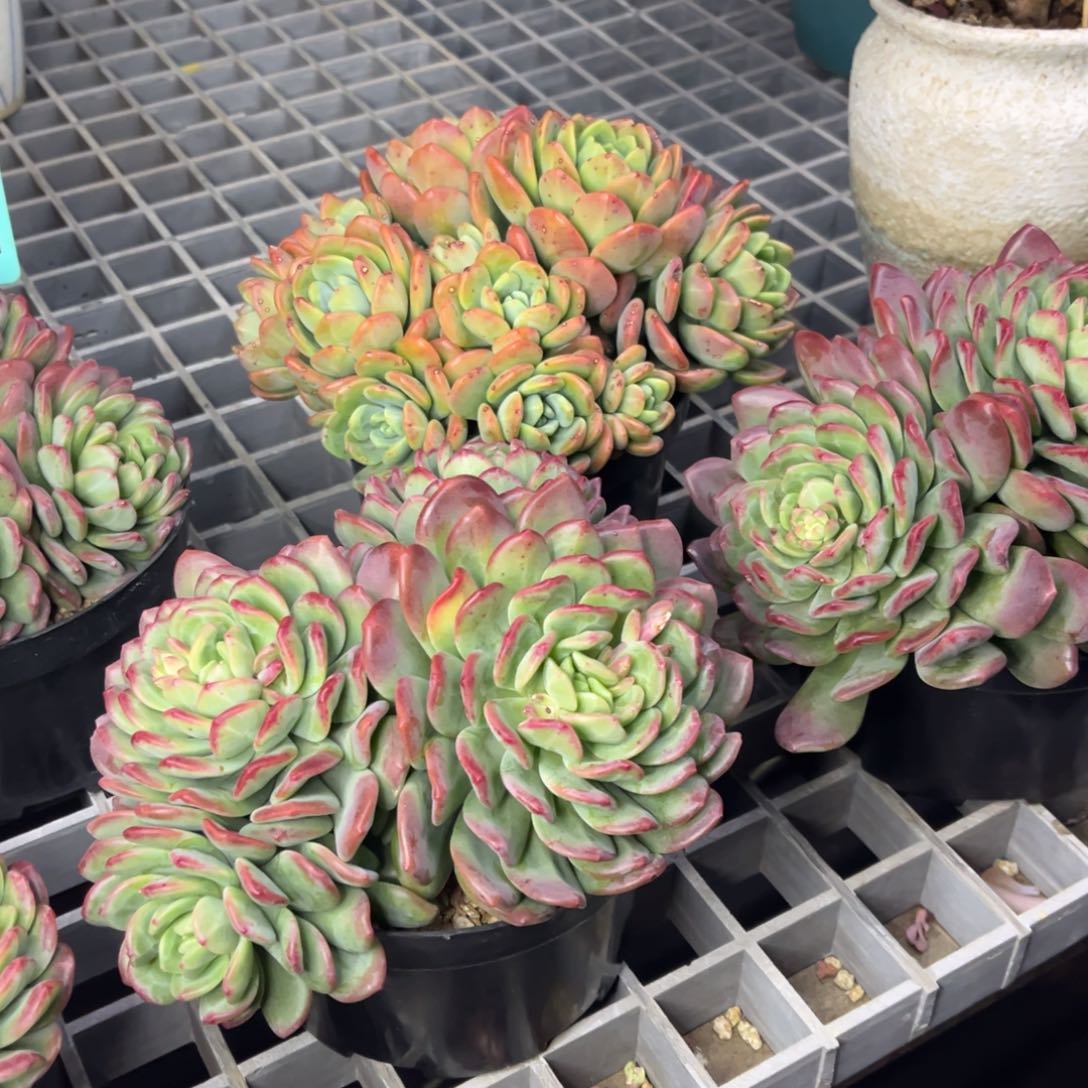 小雨多肉一物一拍拉萨