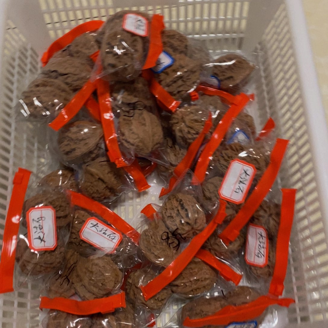 吊坠文玩核桃大枯石随机尺