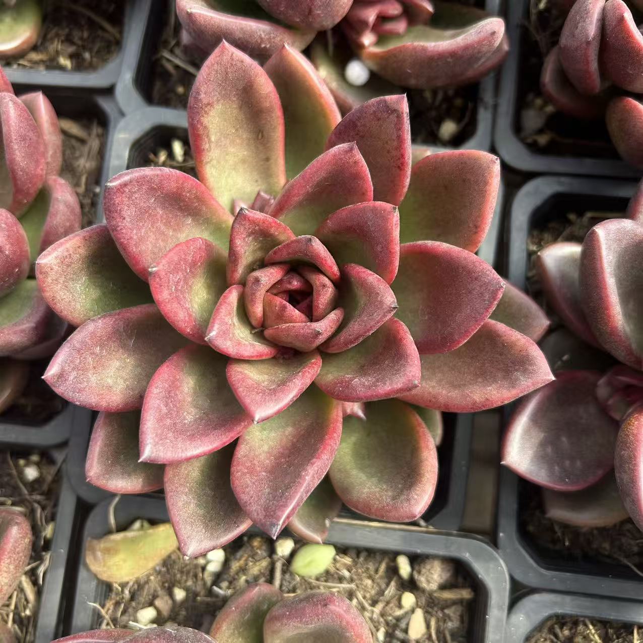 丰沛玫瑰   多肉