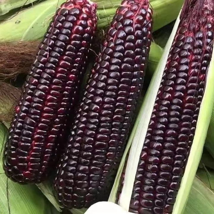【广西黑玉米正品】新鲜黑玉米农家自然生长带壳产地直发黑玉米新鲜
