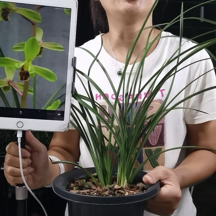 完全开放蕙兰长寿梅，1花苞
