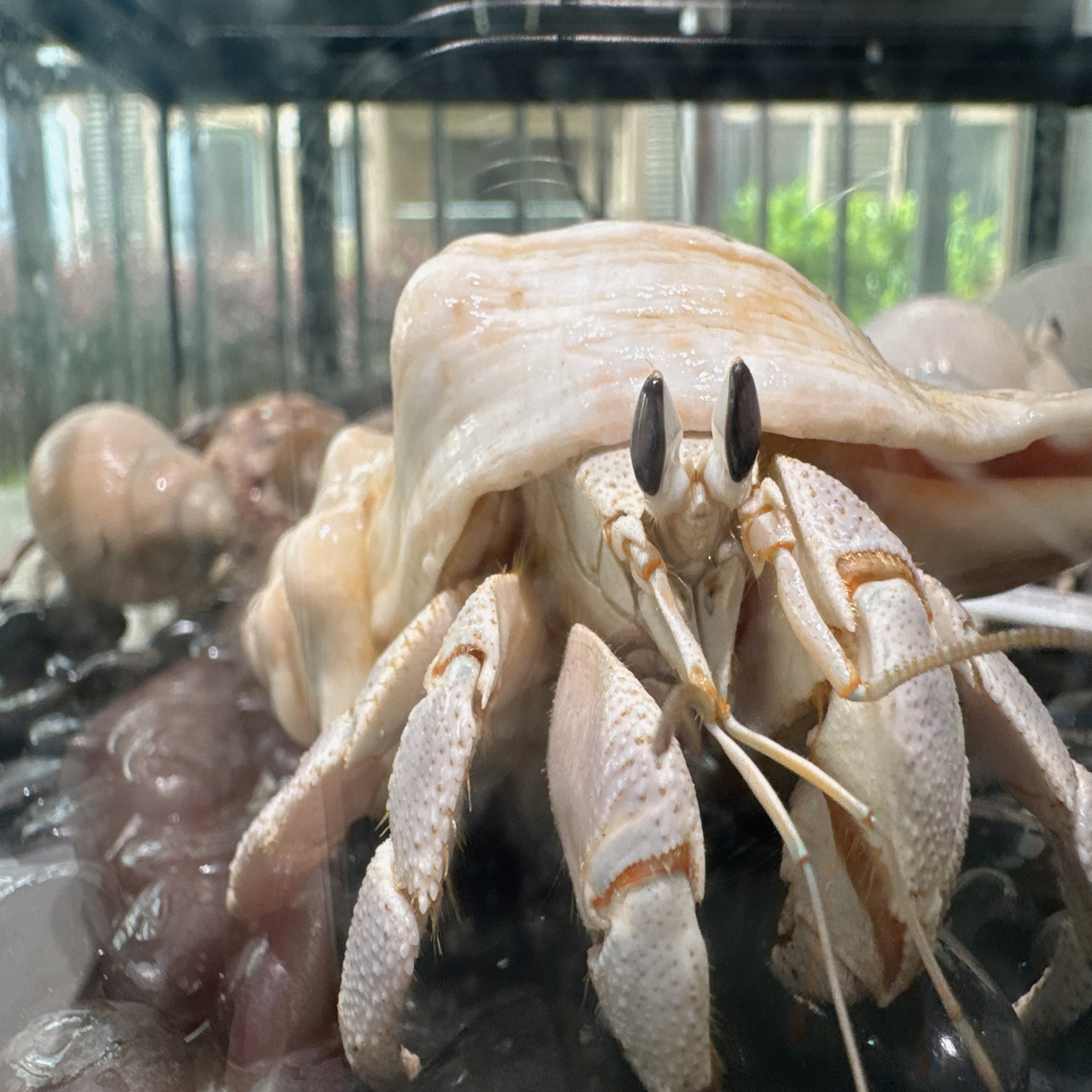 寄居蟹(直播间一物一拍专属链接)请勿自行下单