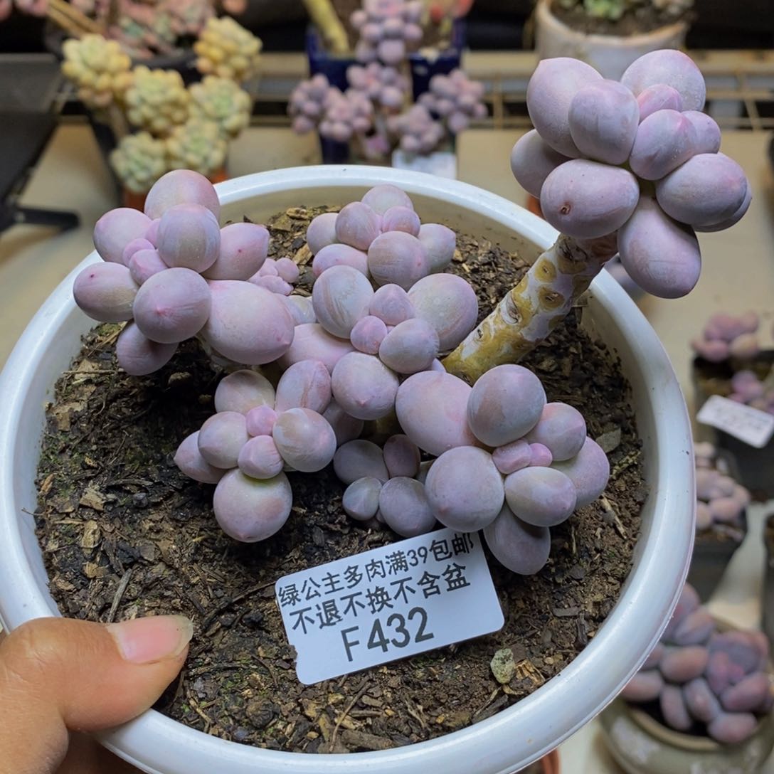 432香水手指奶多肉9c