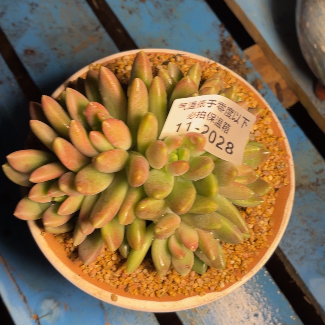 2028橙色奇迹美人多肉植物