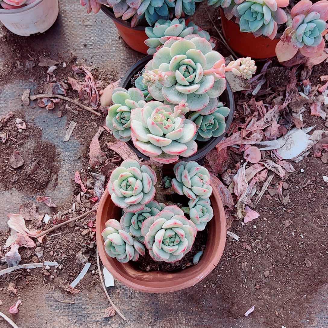 香草多头造型精品特价二盆