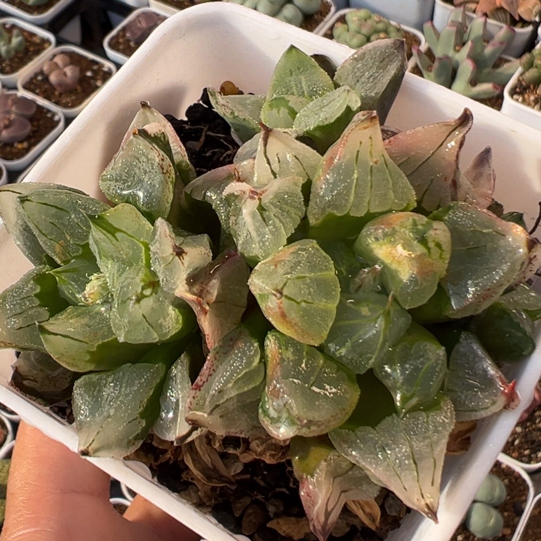 54多肉植物百科植物