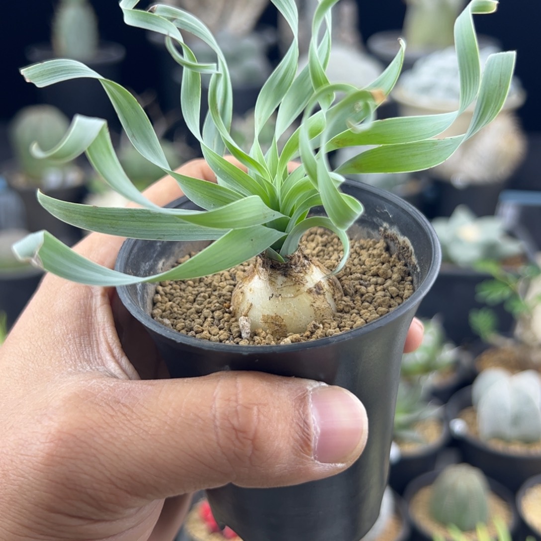 宽弹簧草一物一拍