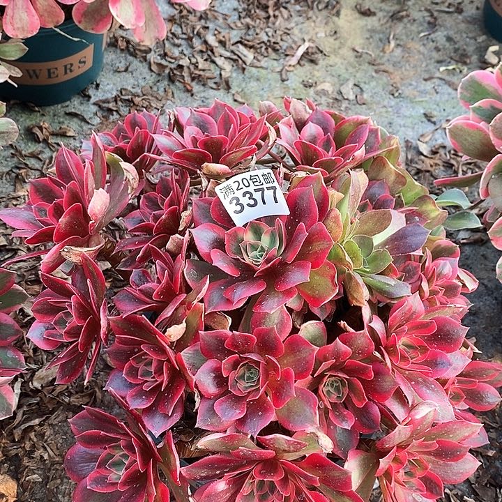 3377 一颗男神法师