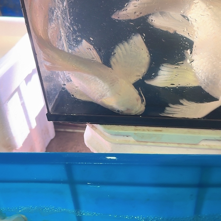 海水鱼蝴蝶鲤包邮50