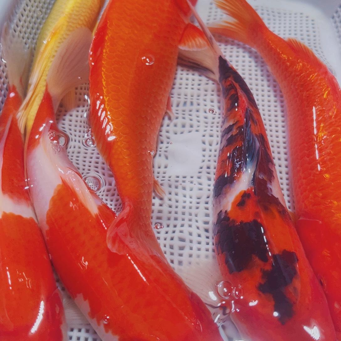 海水鱼锦鲤冷水131