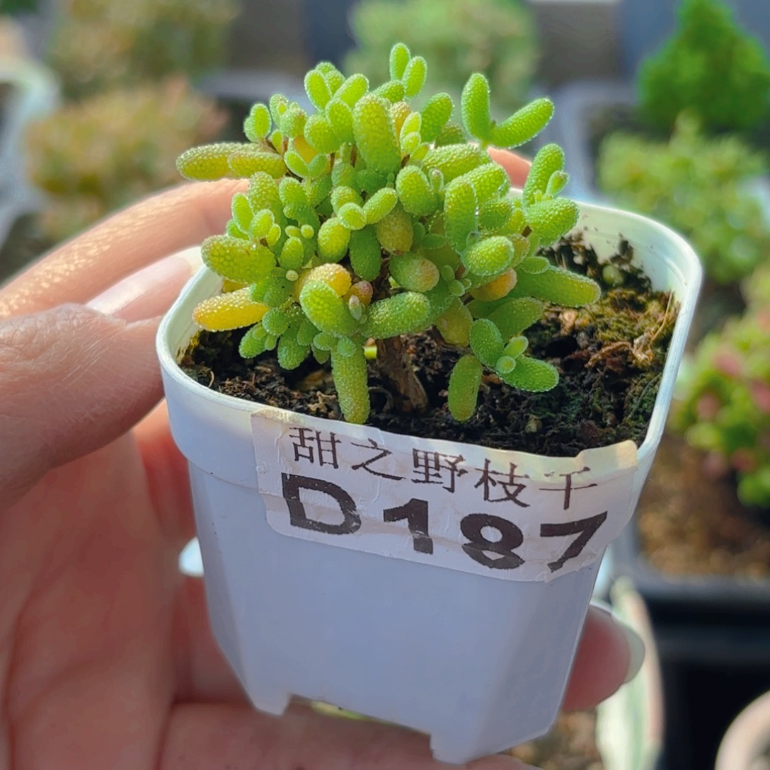 蜜橘糖球187。      