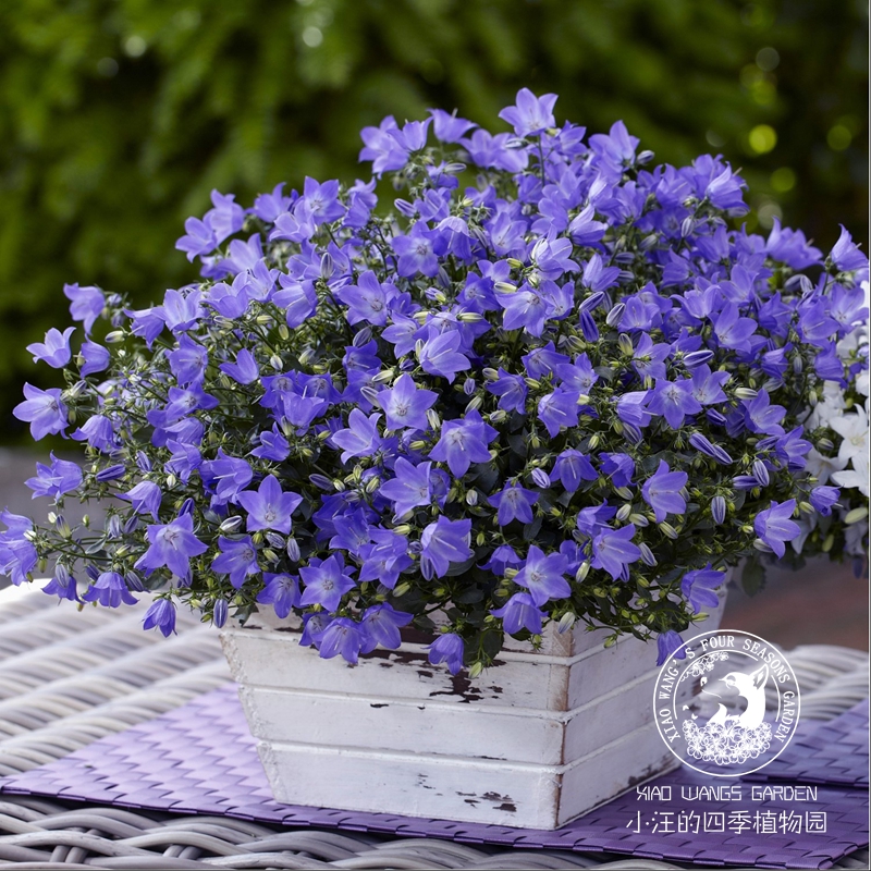 欢乐钟声 意大利风铃草 蓝紫色开花机器花园庭院草本耐寒耐热盆栽