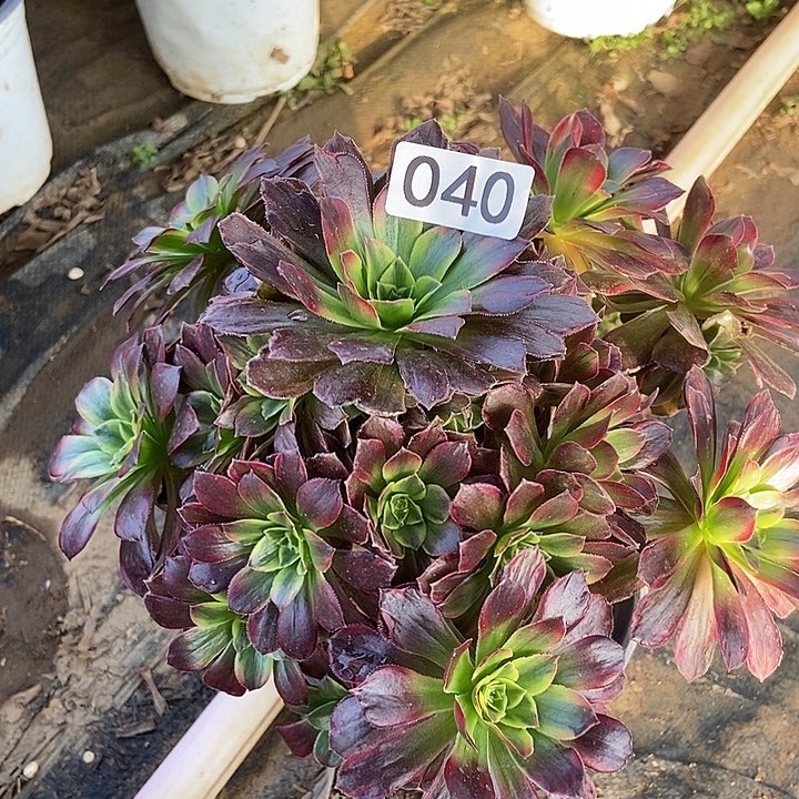荷兰玫瑰锦40多肉不包断