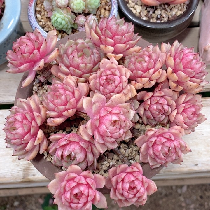 苯巴蒂斯 韩货精品