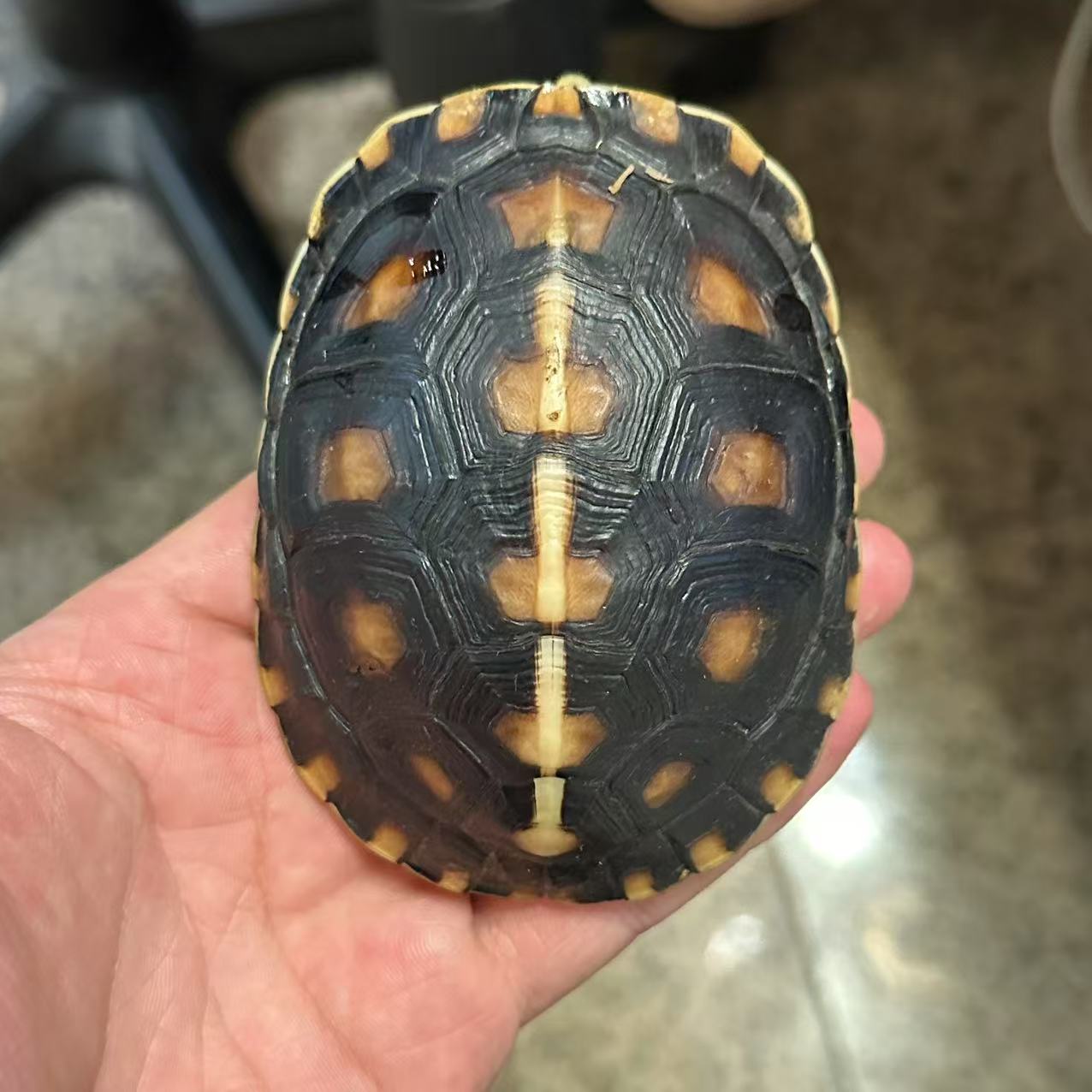 黄缘龟   大陆禄仔   背甲长9.2cm    134克