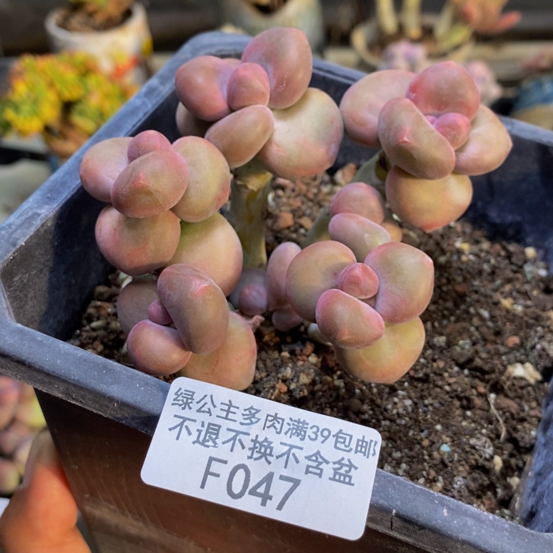 047芒果奶二代8c m