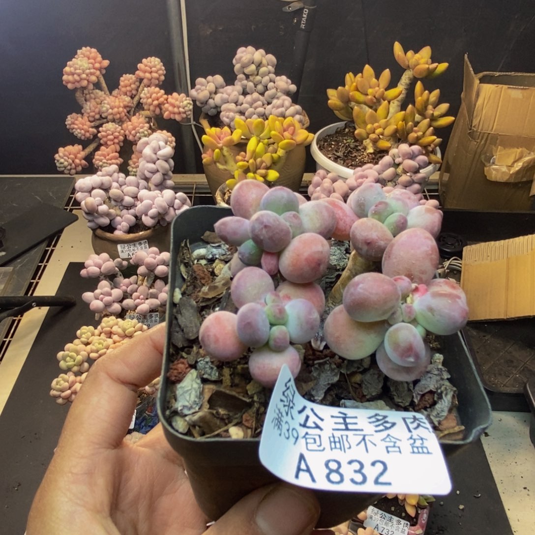 832苹果奶一代多肉6c m