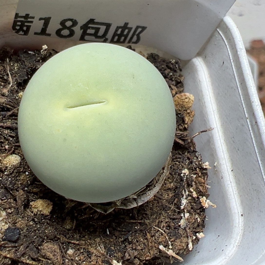 【闪购商品】 015。      