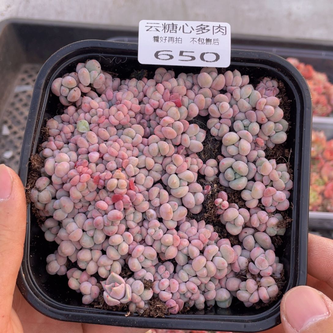 云糖心多肉植物650