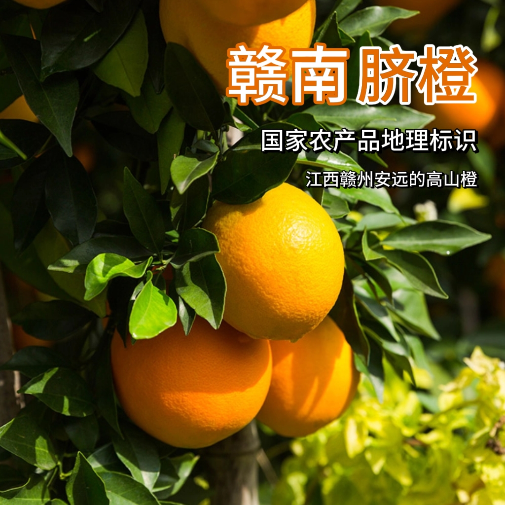 【四个姐专属】正宗江西赣州赣南脐橙10斤新鲜甜橙子5斤当季水果