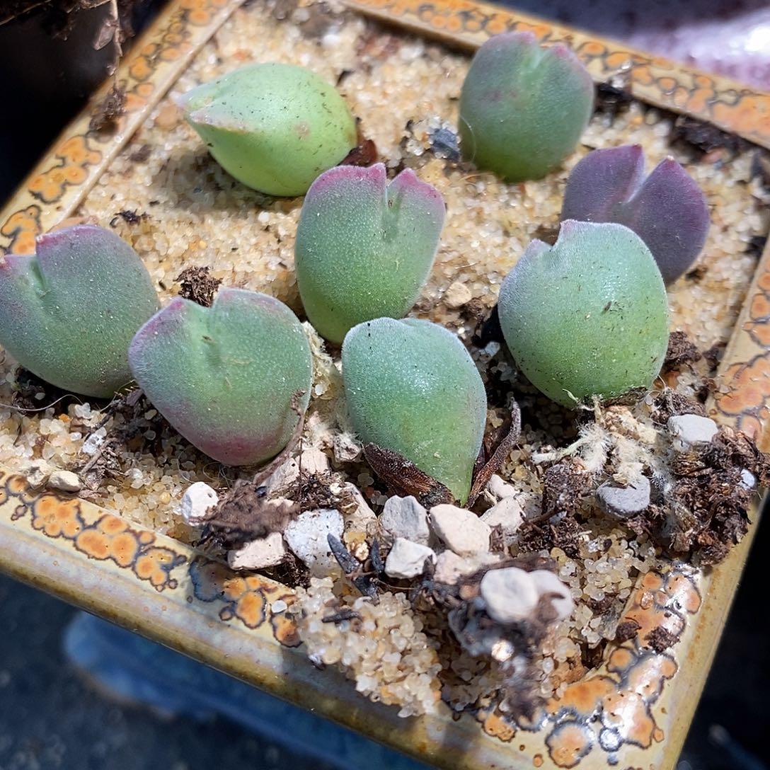 1228空蝉样品1颗。      